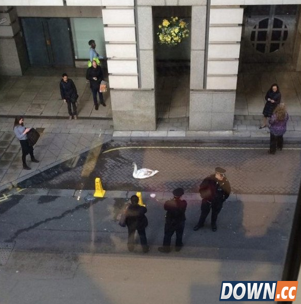 英国特有 别的地方你都很难见到