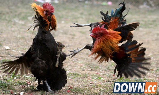 王自如道歉后 评测是否还值得一看