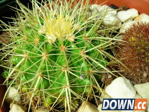 世界上最怪异的按摩