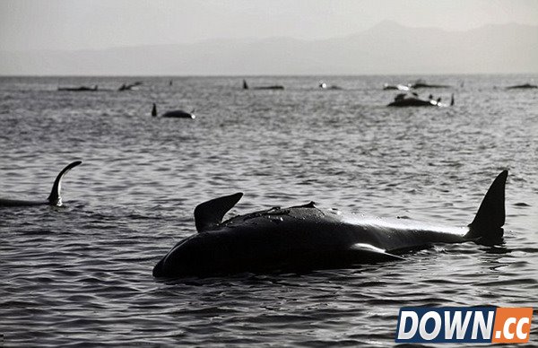 鲸鱼搁浅的原因