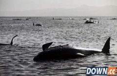 鲸鱼为什么会搁浅