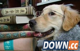 高科技装备"狗翻译