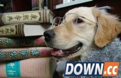 狗主人的终极武器：高科技装备＂狗翻译＂