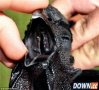 世界最黑鸡诞生：骨骼内脏都是黑色 售价不菲