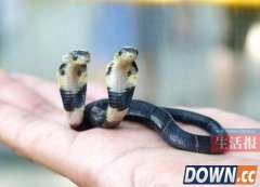 罕见：南宁动物园双头蛇打架厮咬 引网友围观