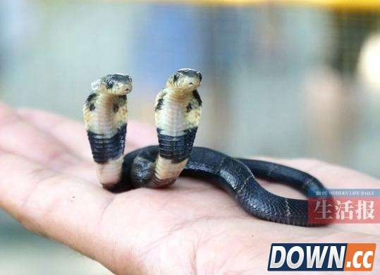 南宁动物园双头眼镜蛇