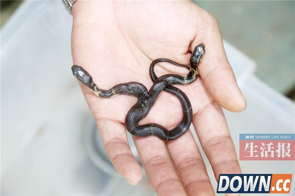 南宁动物园双头眼镜蛇