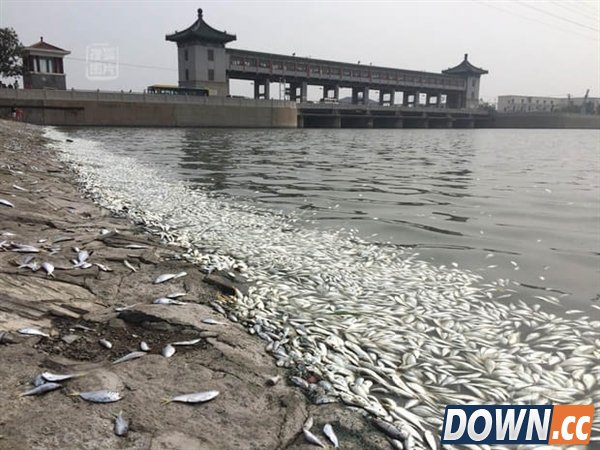 天津大面积死鱼无关爆炸