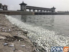 天津大面积死鱼品种确认：无关爆炸