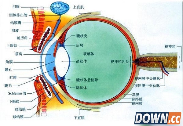 人眼的标准像素是多少