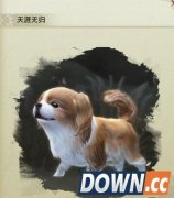 剑网3小狗煌煌奇遇怎么触发 天涯无归宠物奇遇触发方法