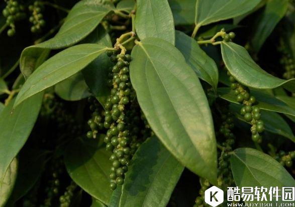 大航海之路百科：向印度进发大航海时期的香料传奇