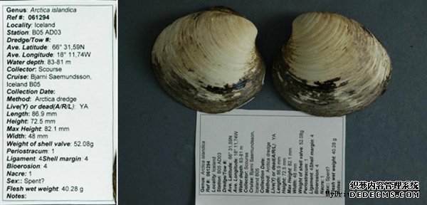 507岁的蛤蜊死了 是科学家在乱搞吗？