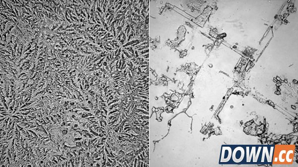伤心泪和洋葱泪竟然还不一样