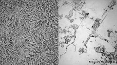 伤心泪和洋葱泪竟然还不一样