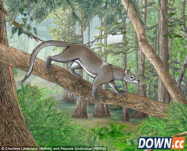 神秘未知生物化石现身：疑为猫狗共同祖先