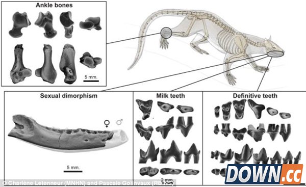 神秘未知生物化石现身：疑为猫狗共同祖先