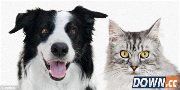 神秘未知生物化石现身：疑为猫狗共同祖先