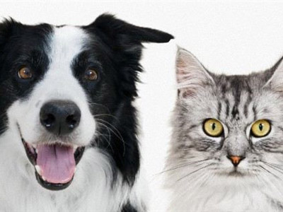 神秘未知生物化石现身：疑为猫狗共同祖先