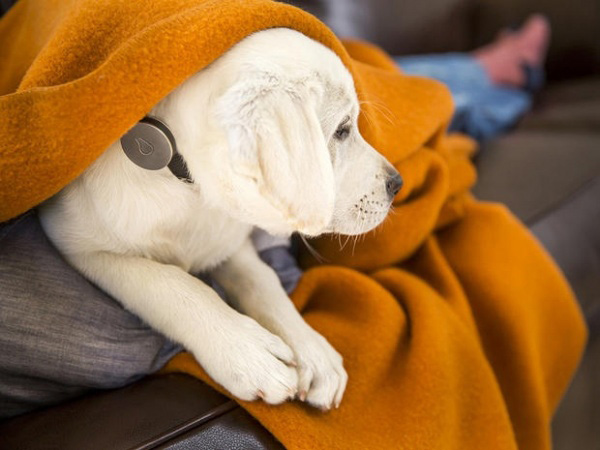 老少咸宜的可穿戴设备：总有一款适合你