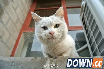 故宫最萌“猫保安”走红网络