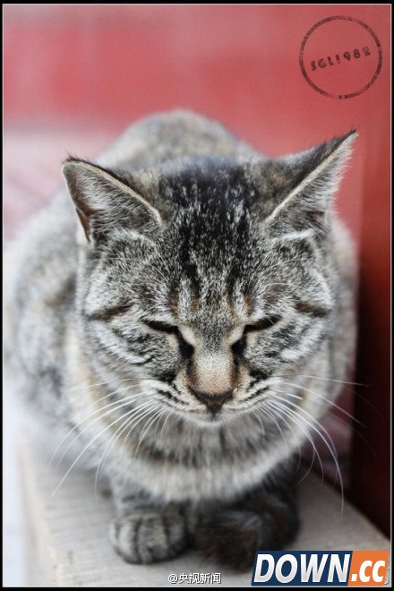 故宫最萌“猫保安”走红网络