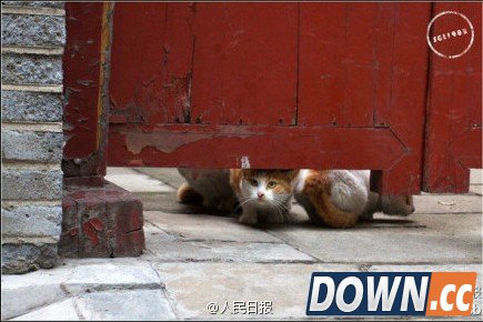 故宫最萌“猫保安”走红网络