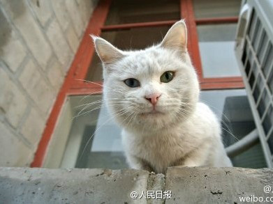 故宫最萌“猫保安”走红网络