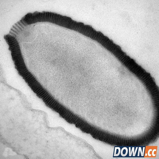 三万年前巨型病毒复活 仍具感染性