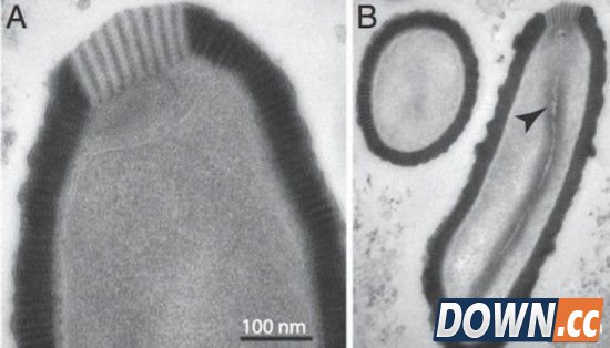 三万年前巨型病毒复活 仍具感染性