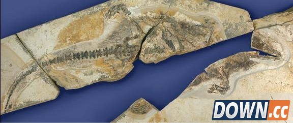 内蒙古发现的侏罗纪怪异动物化石