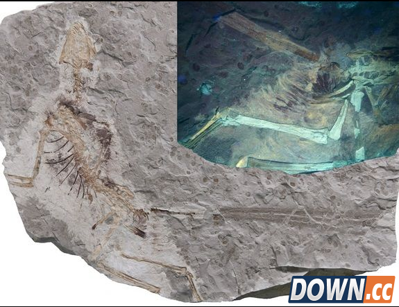 内蒙古发现的侏罗纪怪异动物化石