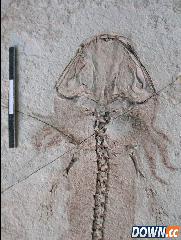 内蒙古发现的侏罗纪怪异动物化石