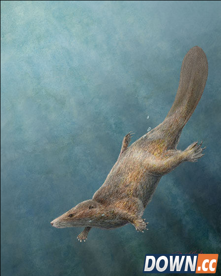 内蒙古发现的侏罗纪怪异动物化石