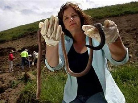 世界最大蚯蚓：长达3米 寿命超5年