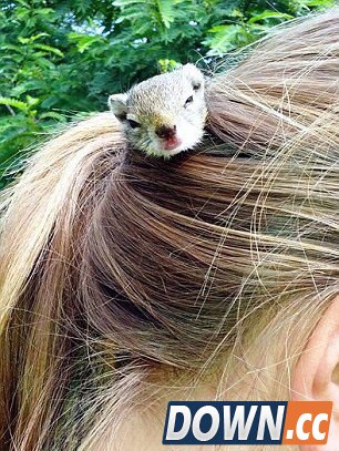 惊呆！松鼠居然在女孩头发里安家