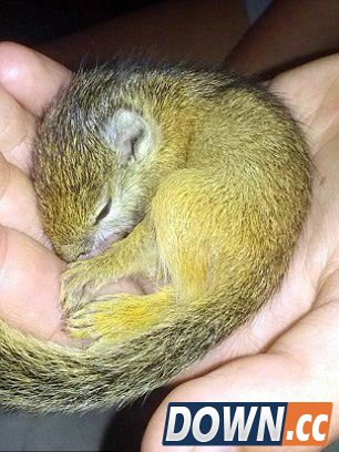 惊呆！松鼠居然在女孩头发里安家