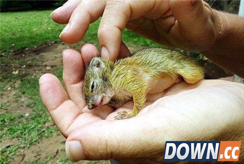 惊呆！松鼠居然在女孩头发里安家