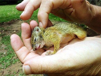 惊呆 松鼠在女孩头发里安家