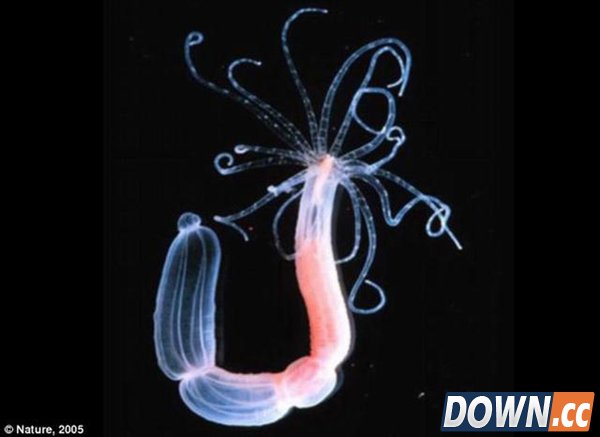 科学家发现动物和植物的“杂交体”