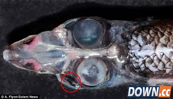 深海奇异生物被发现：拥有四只眼