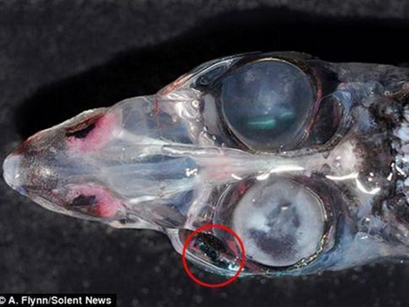 深海奇异生物被发现：拥有四只眼