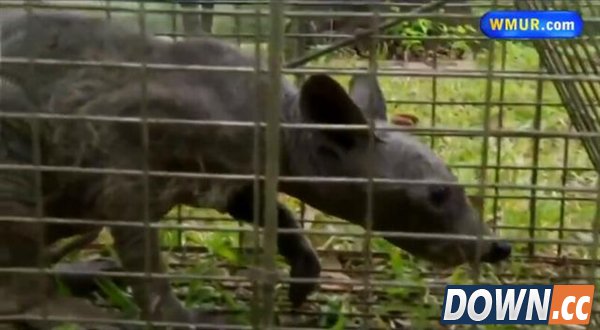 美国德州拍到的吸血怪兽其实是...