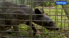 美国德州拍到的吸血怪兽其实是它