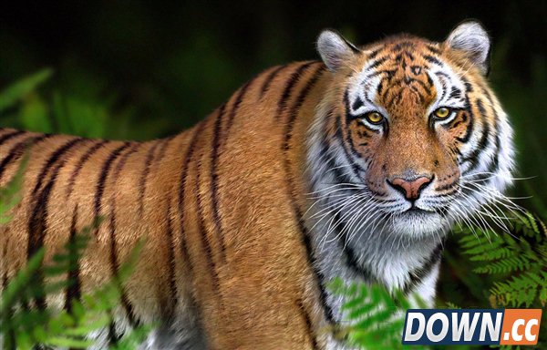 天啊 这不是真？超逼真的3D渲染图