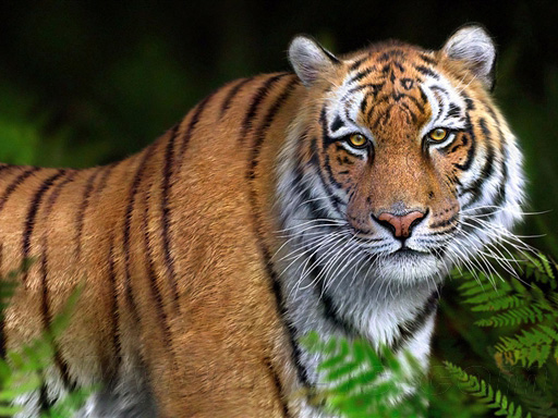 这些都不是真的 超逼真的3D渲染图