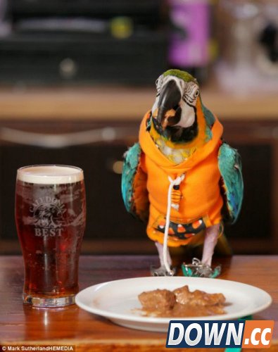 鹦鹉爱喝酒爱摇滚 曾为兴趣赶走“女友”