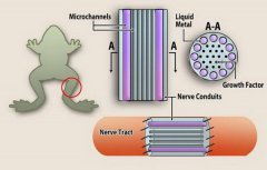 “终结者”液态金属可用于修复动物切断神经