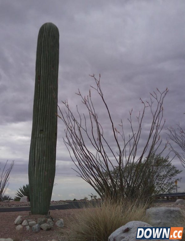 为什么手机信号塔要进行伪装？[19p]