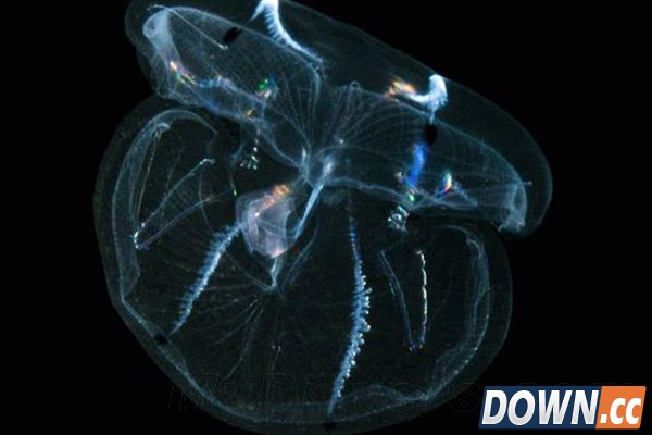 可重新长出脑袋的奇异生物